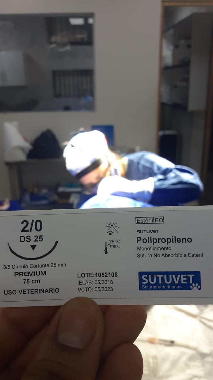 Sutura veterinaria SUTUVET durante una jornada quirúrgica